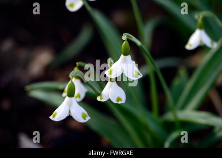 Galanthus plicatus trymlet marquage vert hybride snowdrop perce-neige printemps fleur fleurs floral RM Banque D'Images