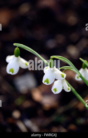 Galanthus plicatus trymlet marquage vert hybride snowdrop perce-neige printemps fleur fleurs floral RM Banque D'Images