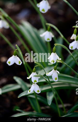 Galanthus plicatus trymlet marquage vert hybride snowdrop perce-neige printemps fleur fleurs floral RM Banque D'Images