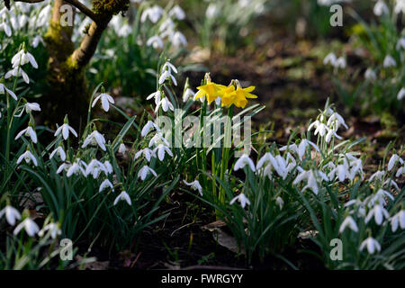 Aimant snowdrop Galanthus nivalis perce-neige narcisse tete a tete mixe mixte printemps fleur fleurs floral RM Banque D'Images