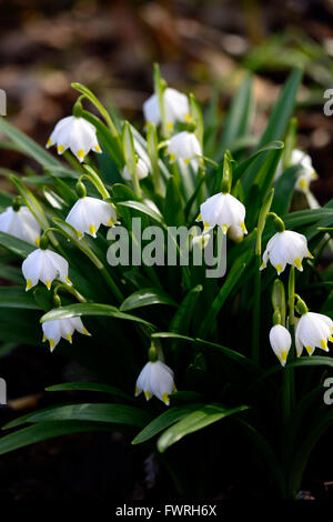 Leucojum vernum var carpathicum flocon printemps fleurs fleur bouquet fleur blanche formant la forme en forme de cloche bout jaune Banque D'Images