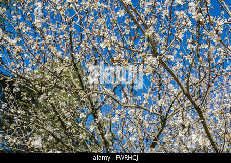 GLANUM, ST REMY DE PROVENCE, BDR FRANCE 13 Banque D'Images