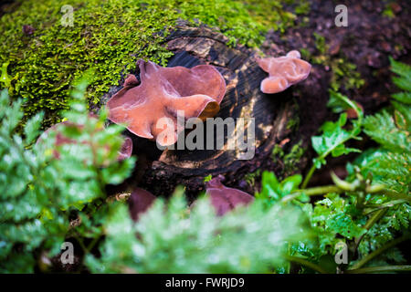 Auricularia auricula-judae, connu sous le nom de l'oreille de juif, de bois, de l'oreille oreille gelée ou par un certain nombre d'autres noms communs, Banque D'Images