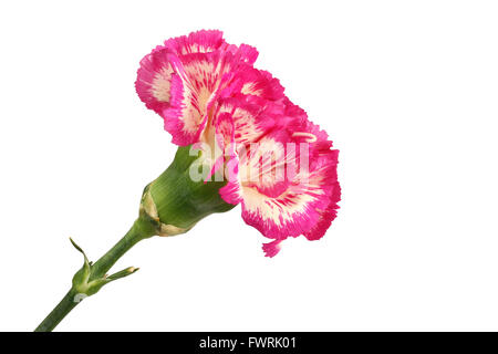 Oeillet blanc avec bords magenta de pétales isolé sur fond blanc Banque D'Images