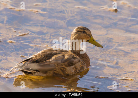 Canard mexicain, (Anas diazi), drake à Bosque del Apache National Wildlife Refuge, Nouveau Mexique, USA. Banque D'Images