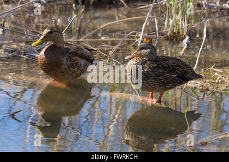 Canard mexicain, (Anas diazi), paire à Bosque del Apache National Wildlife Refuge, Nouveau Mexique, USA. Banque D'Images