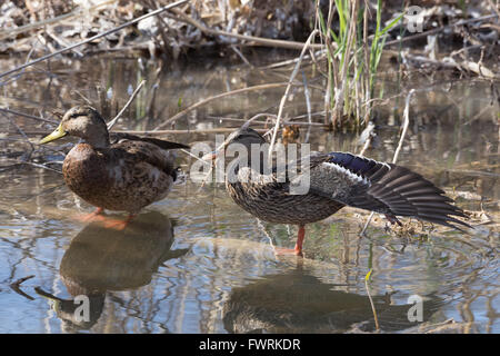 Canard mexicain, (Anas diazi), paire à Bosque del Apache National Wildlife Refuge, Nouveau Mexique, USA. Banque D'Images