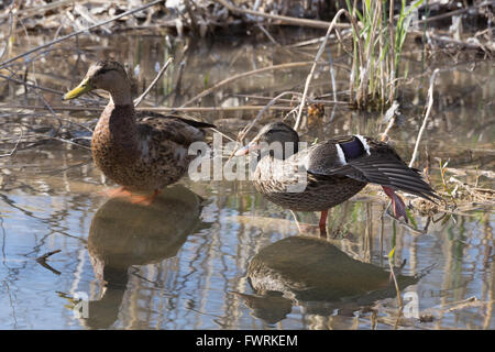 Canard mexicain, (Anas diazi), paire à Bosque del Apache National Wildlife Refuge, Nouveau Mexique, USA. Banque D'Images