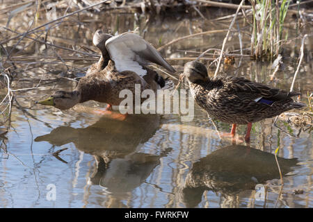 Canard mexicain, (Anas diazi), paire à Bosque del Apache National Wildlife Refuge, Nouveau Mexique, USA. Banque D'Images