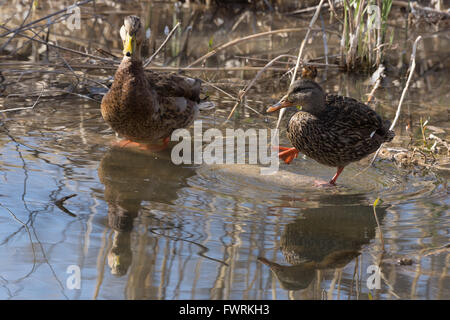 Canard mexicain, (Anas diazi), paire à Bosque del Apache National Wildlife Refuge, Nouveau Mexique, USA. Banque D'Images