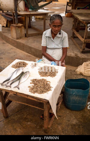 Marché du poisson frais à Negombo, Sri Lanka Banque D'Images