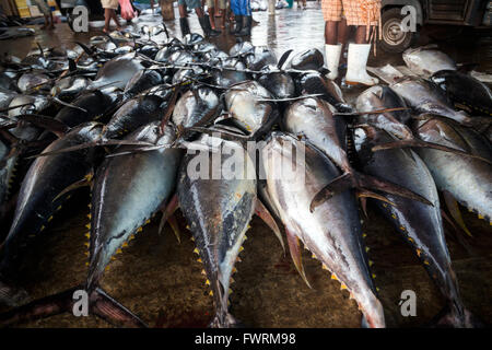La récolte de gros poissons (à l'importation au Japon), port de pêche, le lagon de Negombo, Negombo, Sri Lanka, de l'Océan Indien, l'Asie Banque D'Images