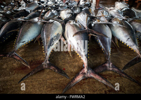 La récolte de gros poissons (à l'importation au Japon), port de pêche, le lagon de Negombo, Negombo, Sri Lanka, de l'Océan Indien, l'Asie Banque D'Images