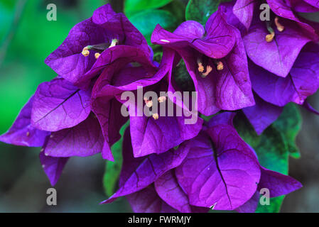 Bougainvillée violet Maui Banque D'Images