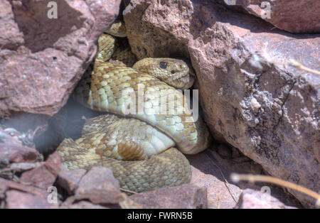 À queue noire de l'Est, le crotale (Crotalus ornatus), l'aménagement à un den dans les montagnes de Magdalena, New Mexico, USA. Banque D'Images