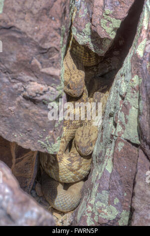 À queue noire de l'Est, le crotale (Crotalus ornatus), l'aménagement à un den dans les montagnes de Magdalena, New Mexico, USA. Banque D'Images