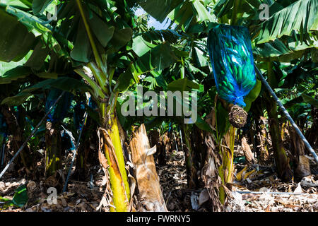 Plantation de bananes des Canaries - Plátano- à La Palma. La Palma. Tenerife. Îles Canaries. Espagne Banque D'Images