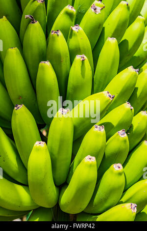 Plantation de bananes des Canaries - Plátano- à La Palma. La Palma. Tenerife. Îles Canaries. Espagne Banque D'Images