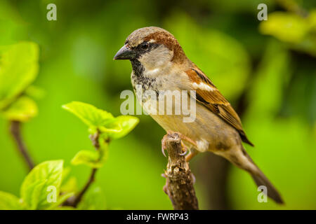 Old World Sparrow Maui, Hawaii, USA Banque D'Images