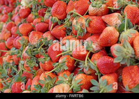 Pile de récolte de fraises fraîches à partir de la ferme biologique Banque D'Images