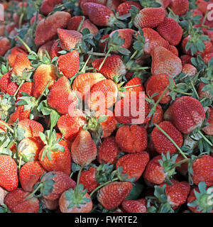 Pile de récolte de fraises fraîches à partir de la ferme biologique Banque D'Images