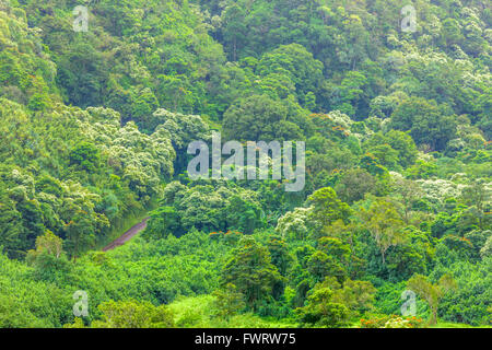 Forêt tropicale de Maui Banque D'Images