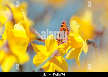 Papillon rouge jaune pollinisation fleurs de narcisses sauvages sur Prairie de printemps, l'utilisation créative de faible profondeur de champ Banque D'Images