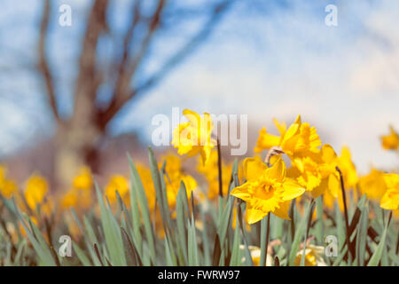 Wild Meadow printemps plein de fleurs et de la Jonquille jaune arbre floue en arrière-plan, l'utilisation créative de faible profondeur de champ Banque D'Images