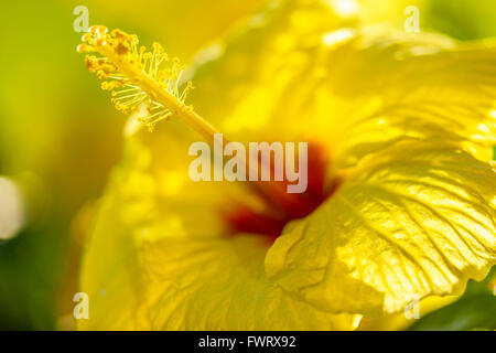 Fleur d'Hibiscus à Maui Banque D'Images