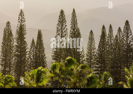 Pins Cook contre les montagnes de West Maui Maui Banque D'Images