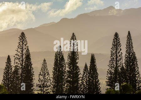 Cuire de pins avec des montagnes de l'Ouest de Maui, Maui, Kanapali Banque D'Images