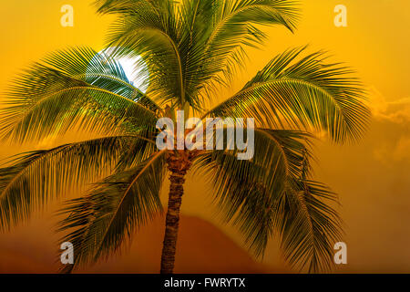 Palm tree sunset Hawaii Banque D'Images