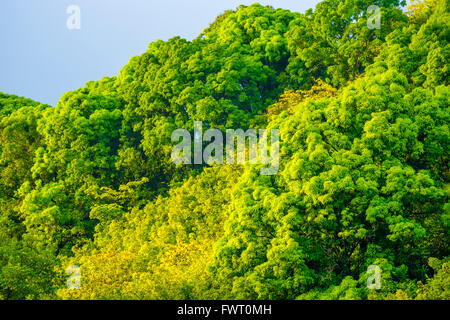 Rainforest, Maui Banque D'Images