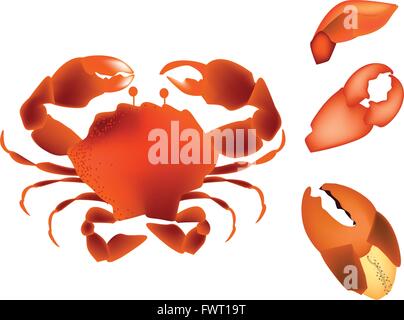 Une cuisine traditionnelle et de l'alimentation, de l'illustration de crabe aux jambes et pinces de crabe isolé sur un fond blanc. Illustration de Vecteur