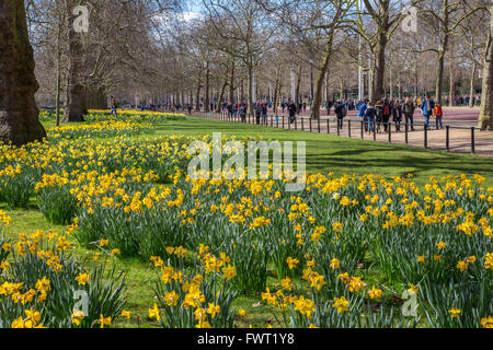 La ligne printemps jonquilles Mall à St James Park, Londres Banque D'Images