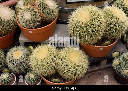 Le baril de plus en plus dans des pots de cactus Banque D'Images