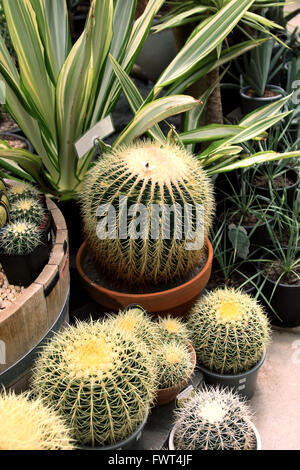 Le baril de plus en plus dans des pots de cactus Banque D'Images