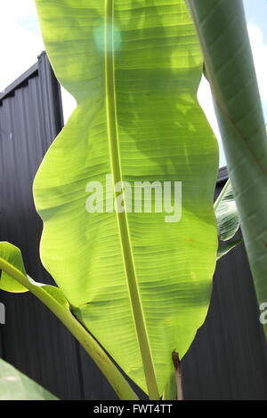 Close up de feuilles de banane fraîche en bon état Banque D'Images