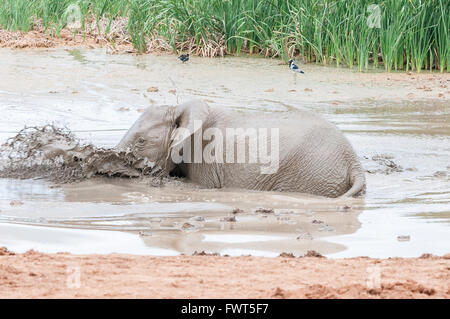 Un éléphant d'Afrique Loxodonta africana, veau, jouant dans un trou boueux Banque D'Images