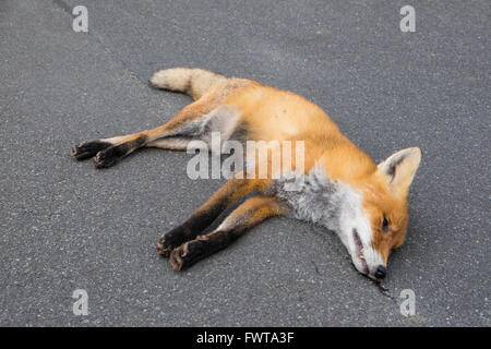 Fox morts gisant sur une route asphaltée après accident de voiture Banque D'Images