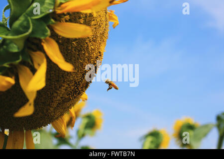 Vol d'abeilles sur un tournesol Banque D'Images