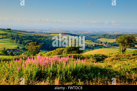 Collines de Quantock Somerset England UK sur la campagne vers la centrale nucléaire de Hinkley Point et Bristol Channel sur un été Banque D'Images