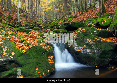 Dans Sagwasser flux forestiers d'automne, le Parc National de la forêt bavaroise, Bavière, Allemagne Banque D'Images