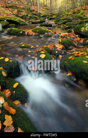 Dans Sagwasser flux forestiers d'automne, le Parc National de la forêt bavaroise, Bavière, Allemagne Banque D'Images