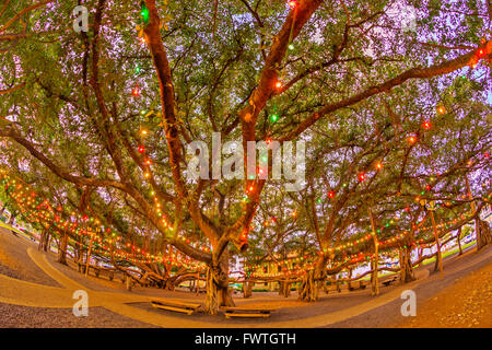 Lumières de Noël dans le Banyan Tree, Lahaina, Maui Banque D'Images