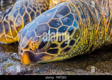 Tortue de mer verte de Maui Banque D'Images