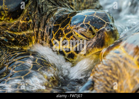 Tortue de mer verte de Maui Banque D'Images