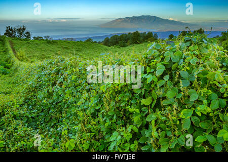 Voir dans la vallée centrale et les montagnes de l'Ouest de Maui à partir de la zone de l'arrière Banque D'Images