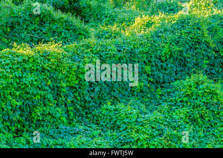 Pâturage avec clôture en pierre recouverte de vigne dans les champs de l'arrière de Maui Banque D'Images