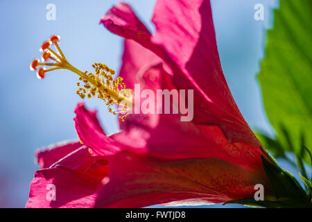 Fleur d'Hibiscus rose à Maui Banque D'Images